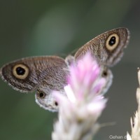 Ypthima ceylonica Hewitson, 1864